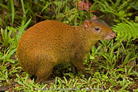 Central American Agouti Stock Photo Minden Pictures