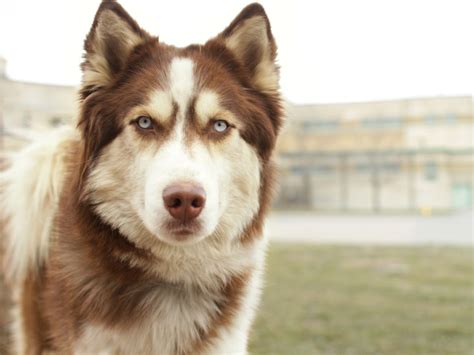 And any husky or aussie mixed in wouldn't make it more wrinkled. Sam - Siberian Husky