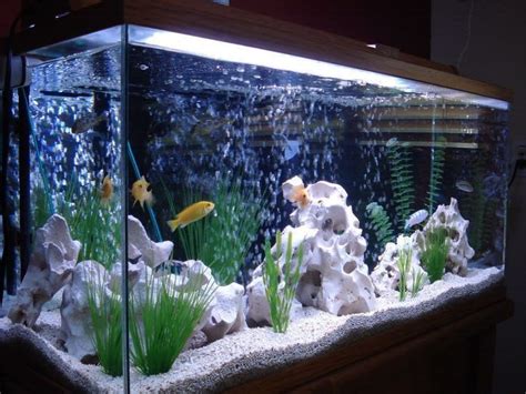 Beautiful Fish Tank Ideas For Relaxing Home Engineering Basic