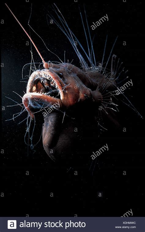 Female Anglerfish Fanfin Seadevil Caulophryne Jordani Deep Sea