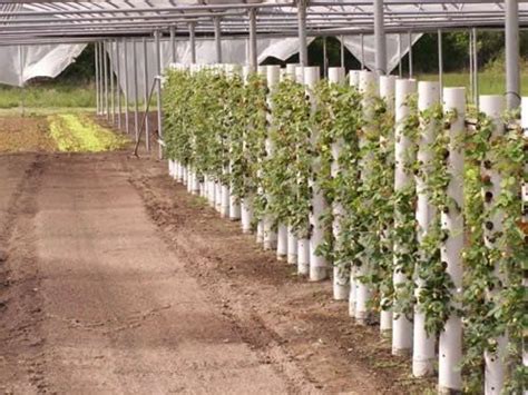 49 Vertical Vegetable Garden Diy Pvc Pipes Silahsilahcom