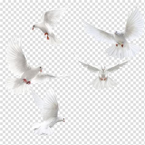 Columbidae Bird Squab Creative Dove Wingswhite Dove Five Doves