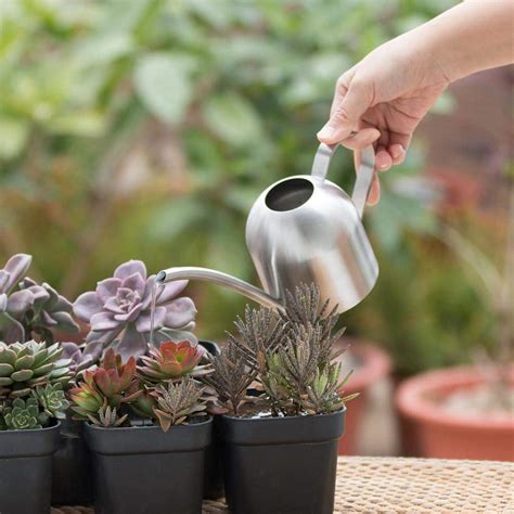 Watering Succulents Guide Succulent Life Succulent Tips And Tricks