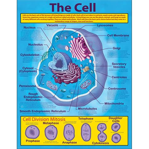 The Cell Chart Cd 414019 Carson Dellosa Education Science