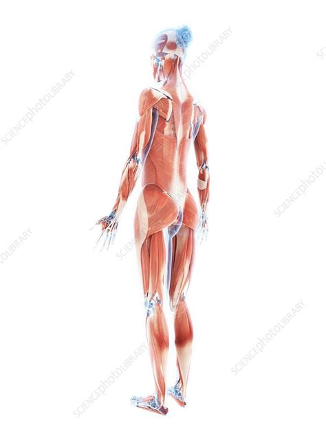Female Muscular System Artwork Stock Image F Science Photo Library