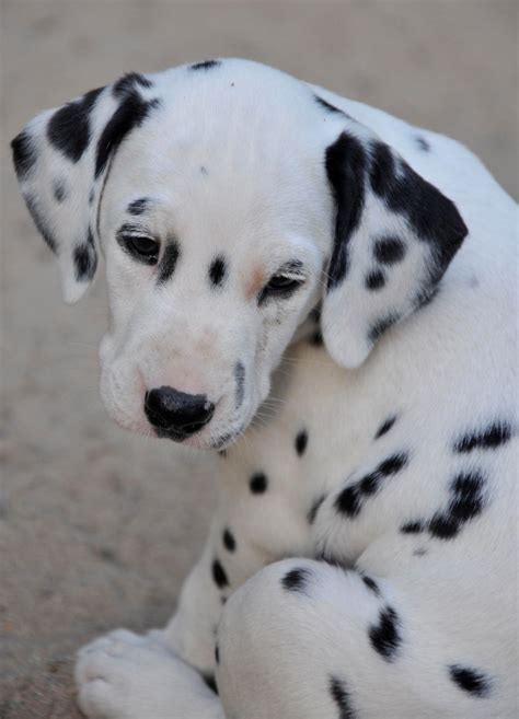 Breathtaking Gene Discovery In Dalmatian Dogs Eurekalert