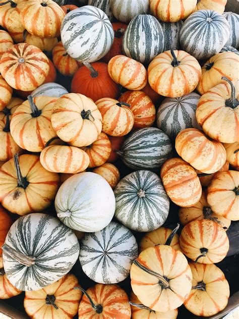Fall Iphone Pumpkin Wallpaper Screensaver Instagram Shealeighmills