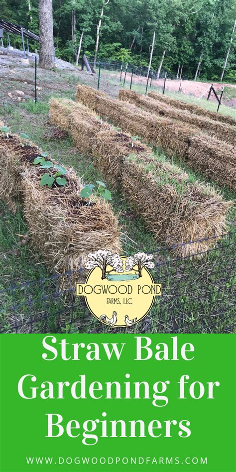 Straw Bale Gardening Is A Cheap Easy Way To Grow Vegetables If You