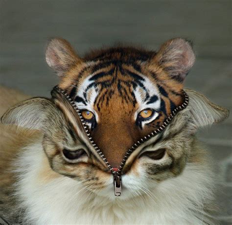 Funny Hybrid Animals Cat Tiger Photoshop Costume
