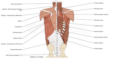 pin by margy on class resources joints anatomy lower back anatomy muscle diagram