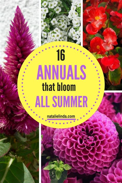 These flowers are tough little workhorses. 16 Annuals That Bloom ALL Summer Long - Design a Garden ...
