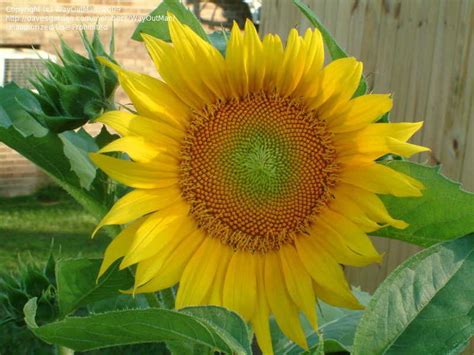 Plantfiles Pictures Helianthus Annual Sunflower Common Sunflower