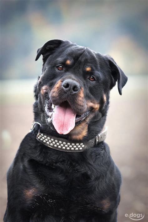 Some claim there are variations of rotties, the it was bred in the german town of rottweiler in wurttemberg. Rottweiler Rüde 5 Jahre Schwarz und Loh