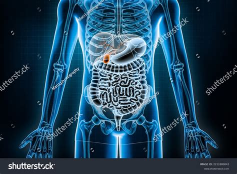 5653 Gallbladder Pain Man Images Stock Photos And Vectors Shutterstock