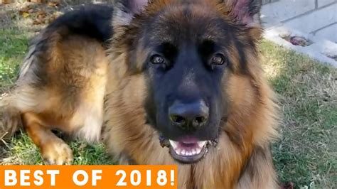 Best Animals Of 2018 Pt 2 Funny Pet Videos Youtube