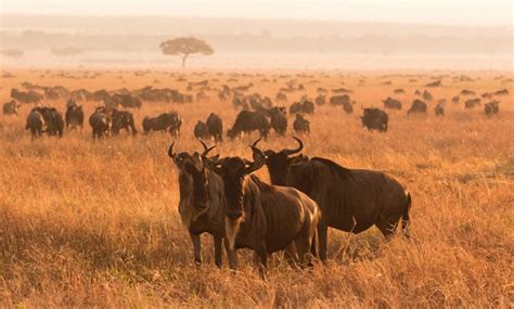 Luxury Great Migration Safari In Northern Serengeti