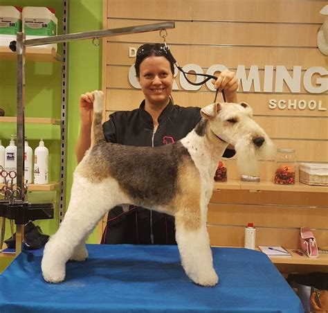 Pin By Mariana Sequeira On Fox Terrier Grooming Wire Fox Terrier Fox