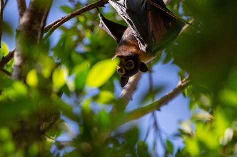 Flying Fox Roost Management Reform For Queensland Environmental