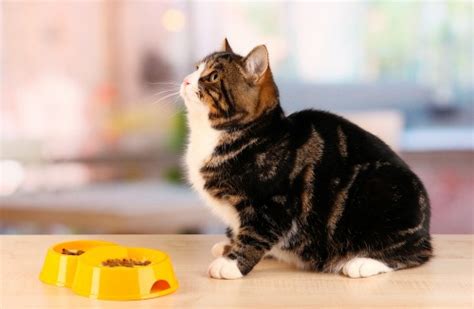 You can order directly through darwin's natural pet products on their website and have your products sent right to your door. Darwin's Offers Raw Prescription Diet for Cats - The ...