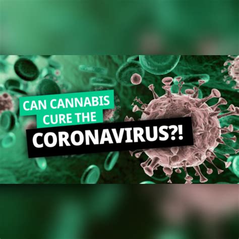 Cannabis can reduce coronavirus infection by more than 70 percent and ...