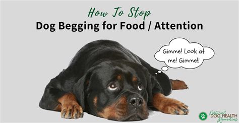 How To Stop Dog Begging For Food Or Attention