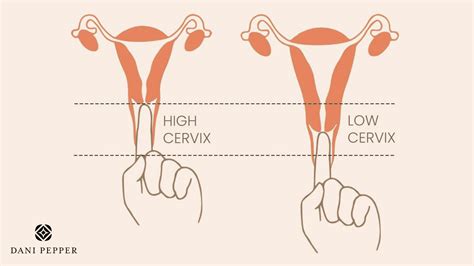 Why All Women Should Know The Height Of Their Cervix Dani Pepper