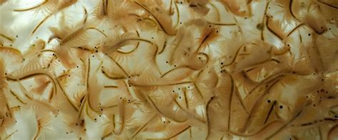 5x 150ml Lebendfutter Lebende Artemia Salinasalinekrebse Amazonde Haustier