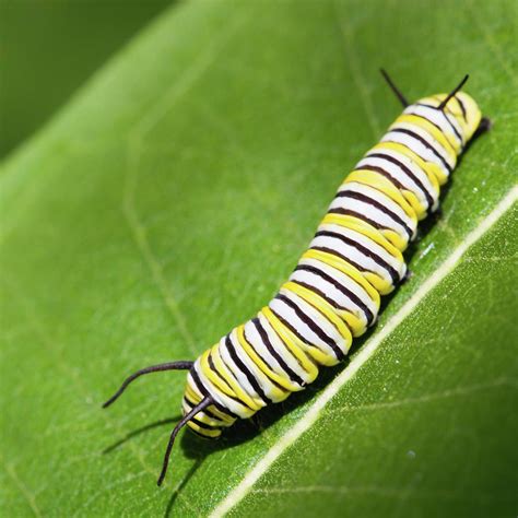 Monarch Butterfly Caterpillar Photograph By Paul Omernik Pixels