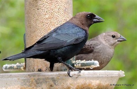 Brown Headed Cowbird Pair Common Year Round In Tulsa County Bird Of