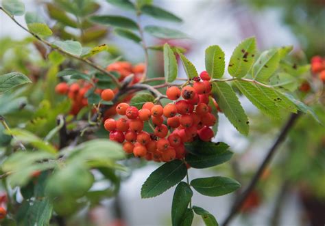 Eberesche — eberesche, mehrere arten von sorbus; Früchte der Eberesche: Erst Frost gibt Vogelbeeren Aroma ...