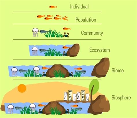 Living Organisms Are Interconnected With Others And Their Environment