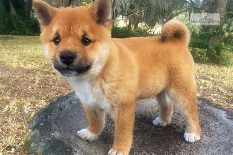 Mishu Mame Shiba Shiba Inu Puppy For Sale Near Orlando Florida