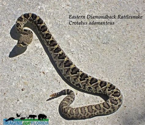 Eastern Diamondback Rattlesnake Imagine Our Florida Inc