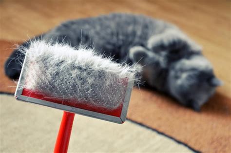 Cat Dandruff What Is It Causes And Skincare Tips Mustpetscom