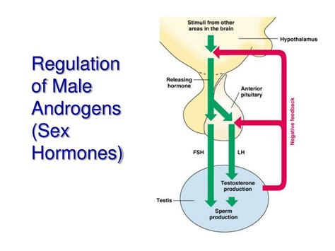 Ppt Chapter 16 The Reproductive System Intro And Male Powerpoint Free Download Nude Photo Gallery