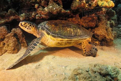 Hawaii Green Sea Turtle Chelonia Mydas Resting Under Reef Stock