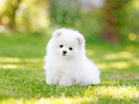 Teacup Pomeranian White Puppy Price In India Pets Lovers