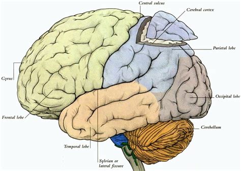 Anatomia Do Cerebro Anatomia Do Cerebro Cortex Cerebral Anatomia Images