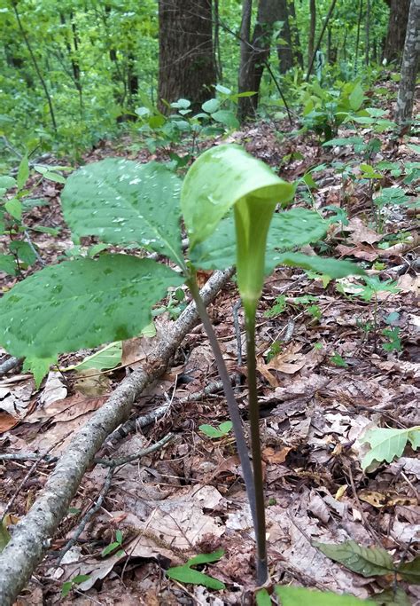 Jack In Pulpit Plant On Our Property May 6 2020 Plants Herbaceous