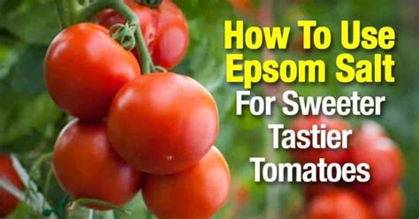 Epsom Salts In The Garden 10 Proven Uses Tomato Fertilizer Growing