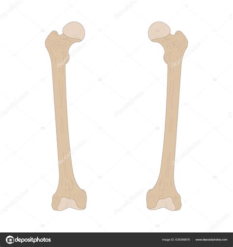 Bones Human Skeleton Right Femur Left Femur Anterior Ventral View Stock
