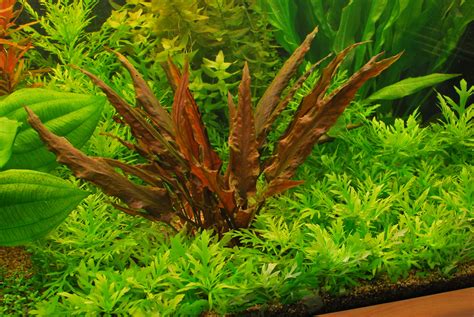 Because of this we use snails, shrimp, fish, and other means to help keep the plants as free from algae and other possible pests. Cryptocoryne wendtii | Live aquarium plants, Planted ...