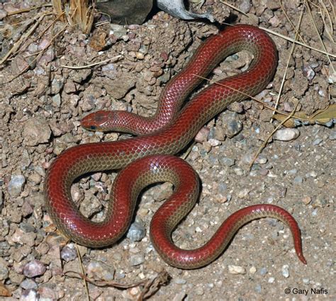 California Snakes Photo Index