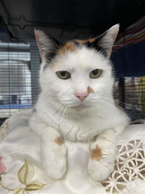 Cat for adoption - Cali, a Domestic Short Hair in Charleston, SC