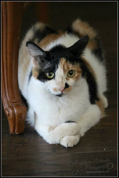 Hey there cat lover, love felines? HD Exclusive Show Me Pictures Of A Calico Cat - wallpaper ...