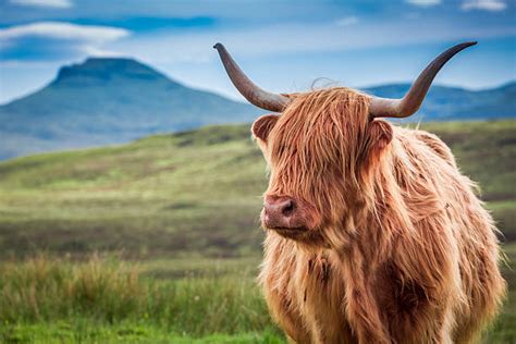 Scottish Highland Cattle Stock Photos Pictures And Royalty Free Images