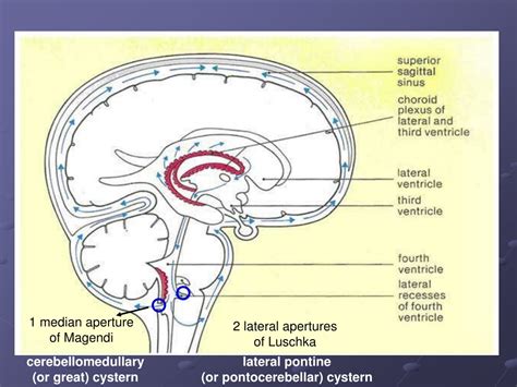Ppt Blood Supply To The Brain The Cerebrospinal Fluid Csf