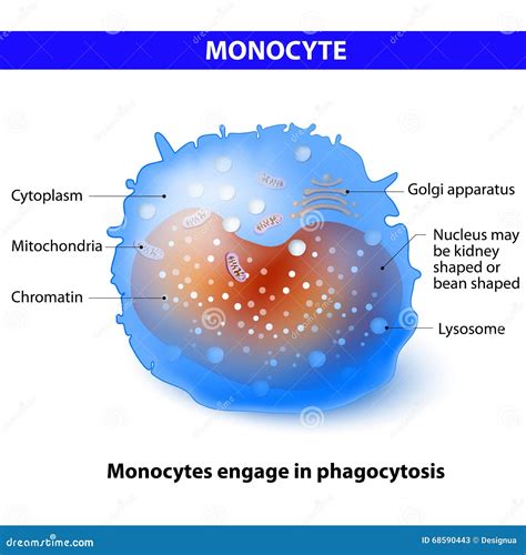 Monocyte Stock Vector Illustration Of Cytoplasm Body 68590443