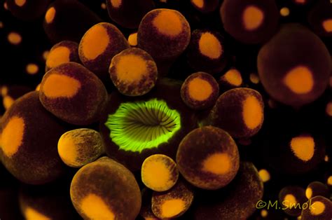 Coral Fluorescence Photography A Window To Another World