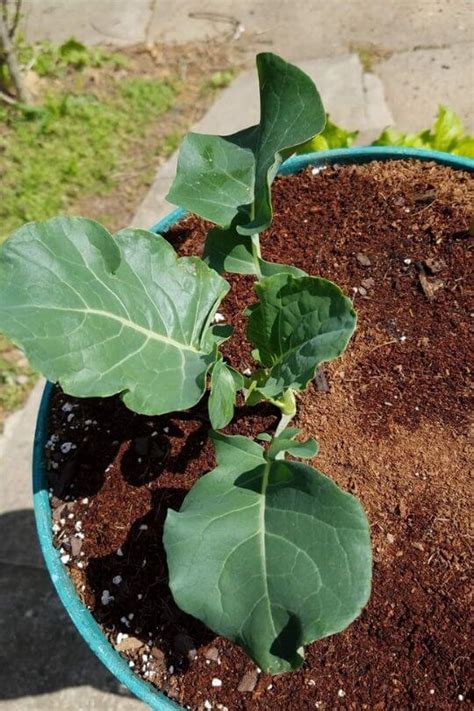 How To Plant And Grow Broccoli In Containers Gardening